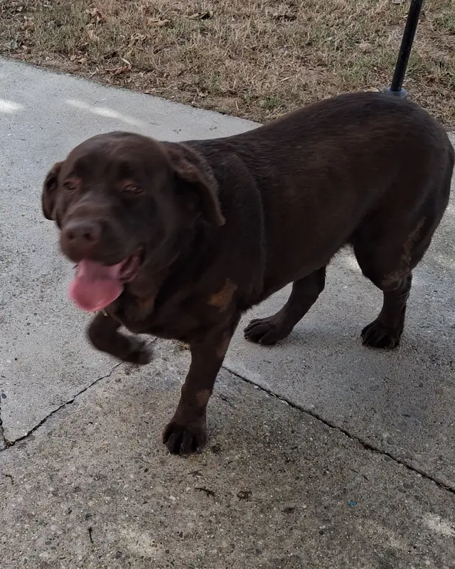 Chien labrador retriever
