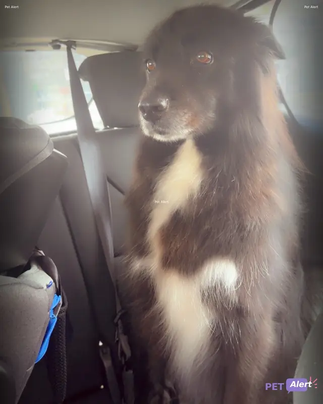 Chien border collie · Arrow