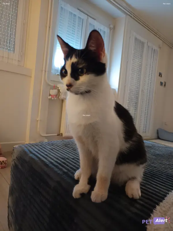 Chat européen