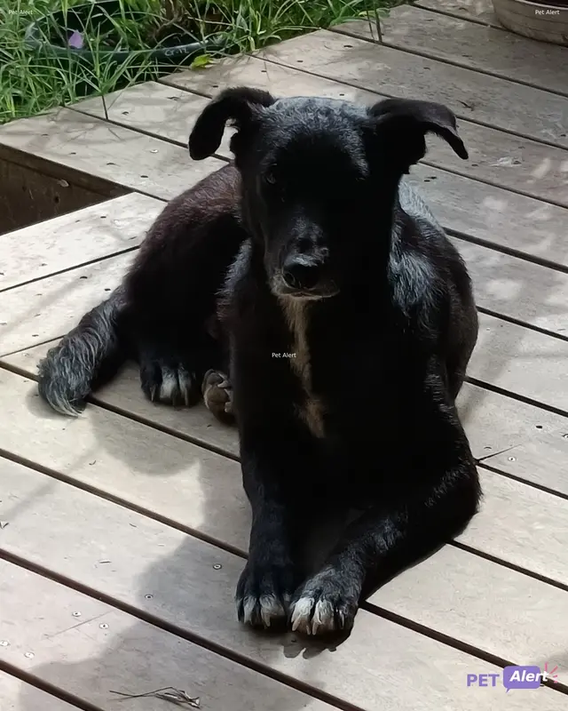 Chien noir · Sora