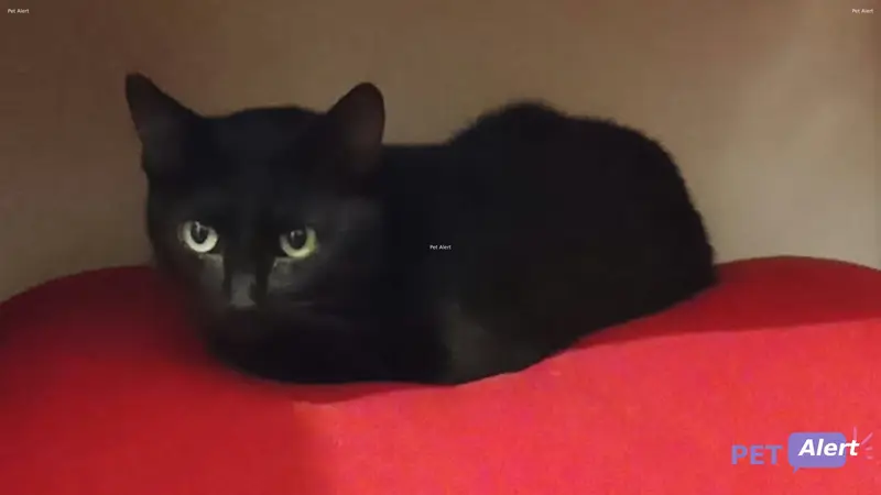 Chat noir