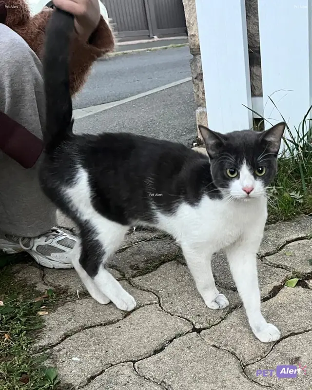 Chat européen