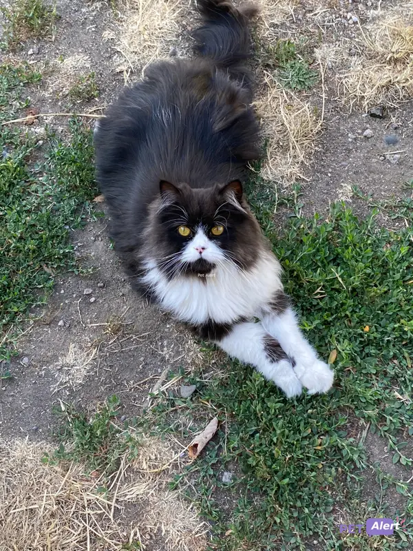 Chat persan · Papouille