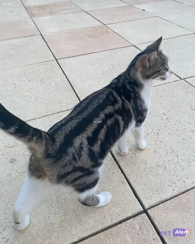 Chat européen
