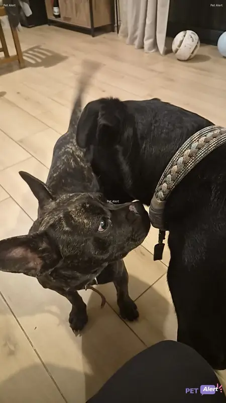 Chien bouledogue français