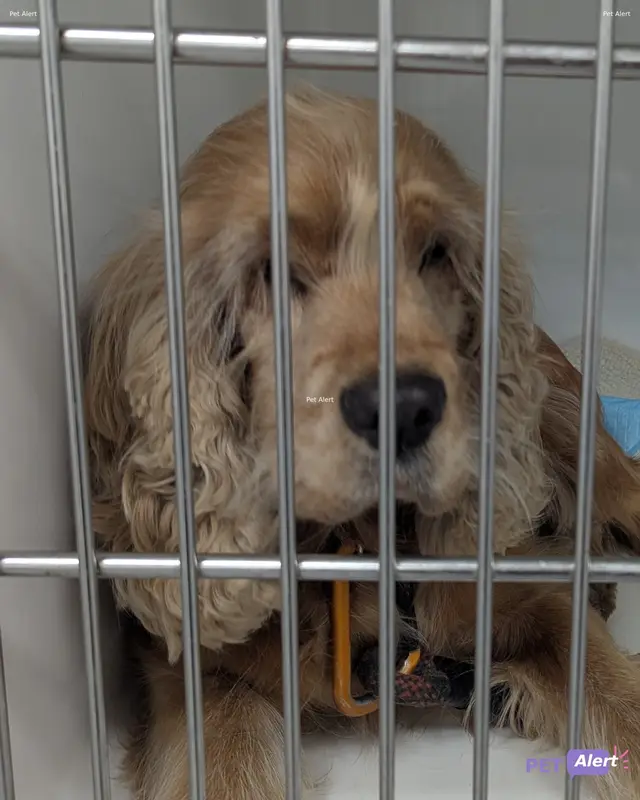Chien cocker spaniel anglais
