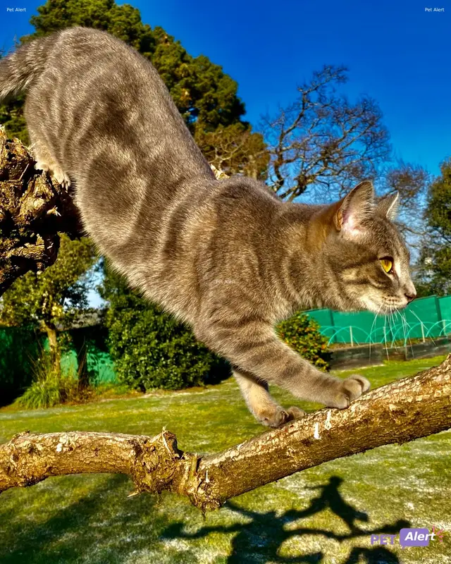 Chat européen · Lily