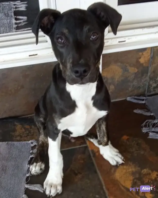 Chien noir