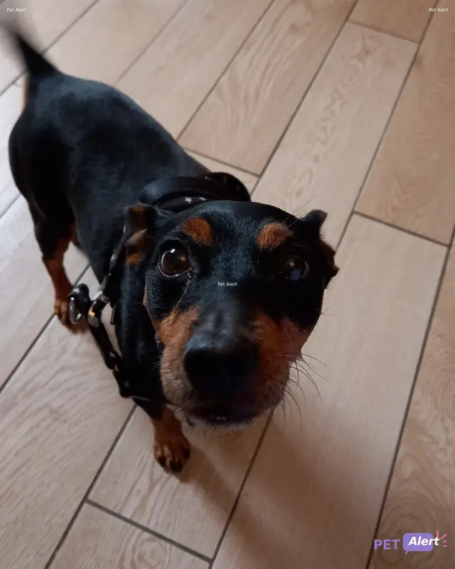 Chien pinscher nain