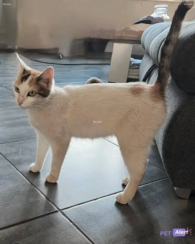 Chat tricolore