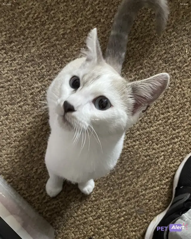 Chat beige, blanc