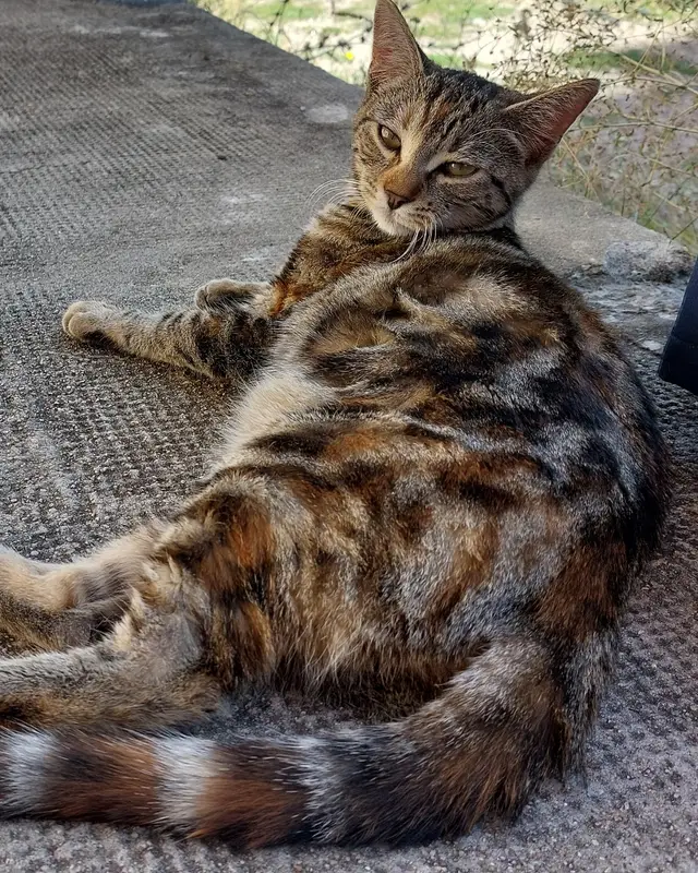 Chat tigré, blanc
