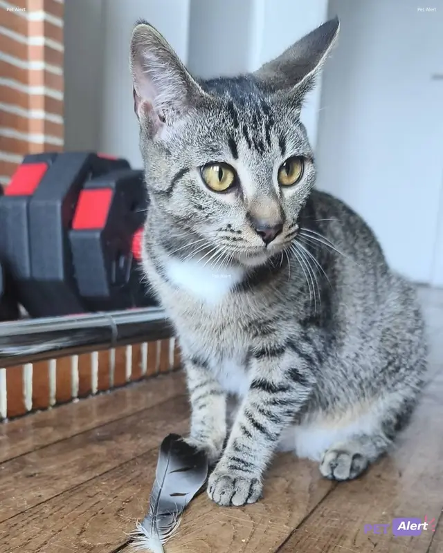 Chat tigré