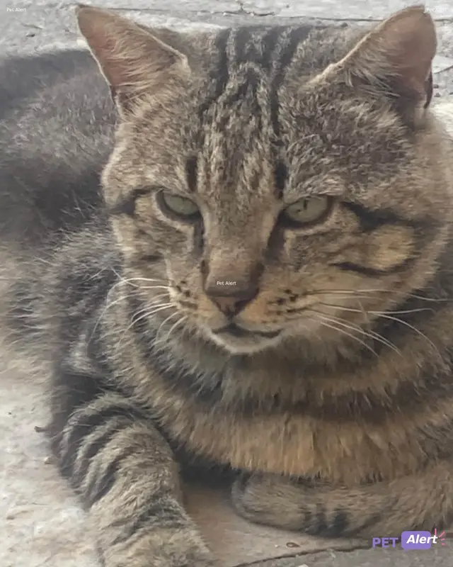 Chat tigré