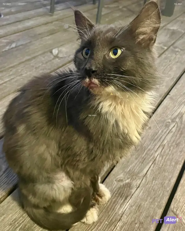 Chat européen