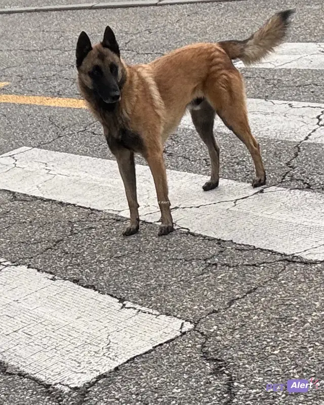 Chien malinois
