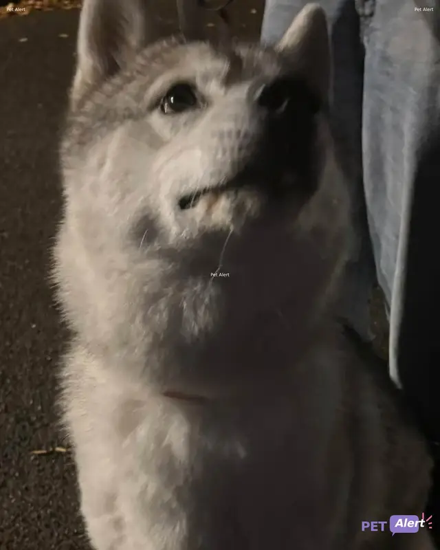 Chien gris, blanc