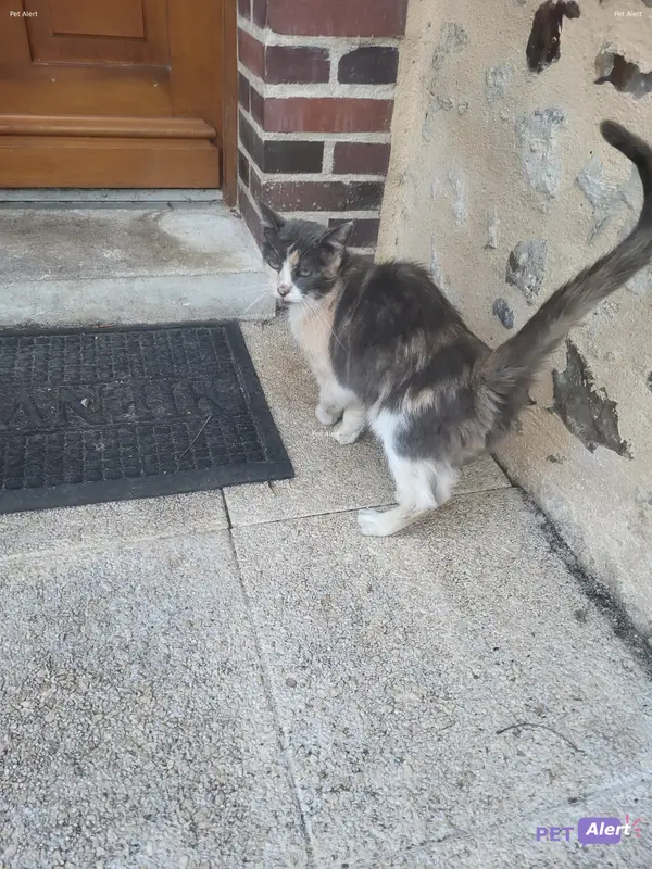 Chat blanc, beige, gris