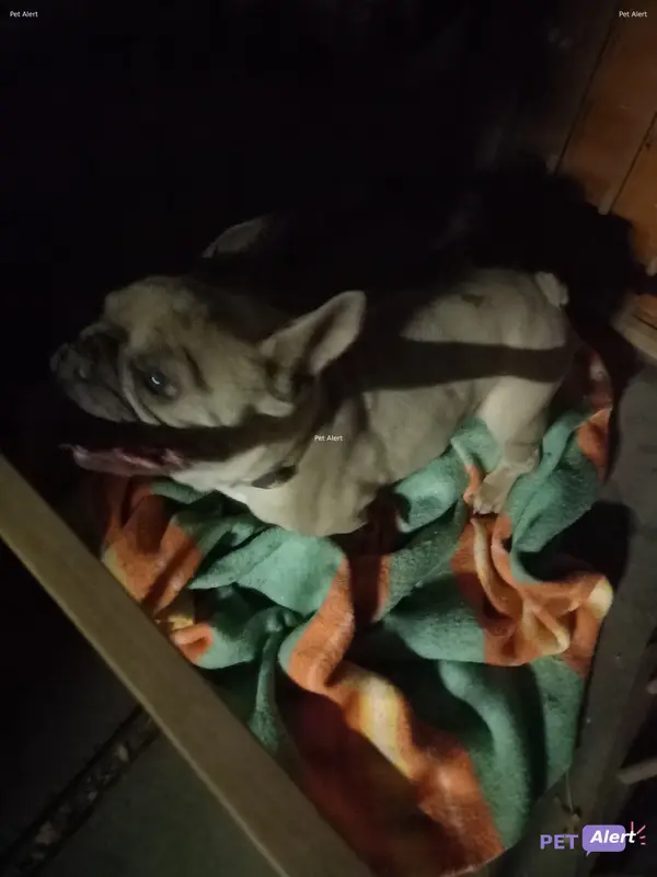 Chien bouledogue français