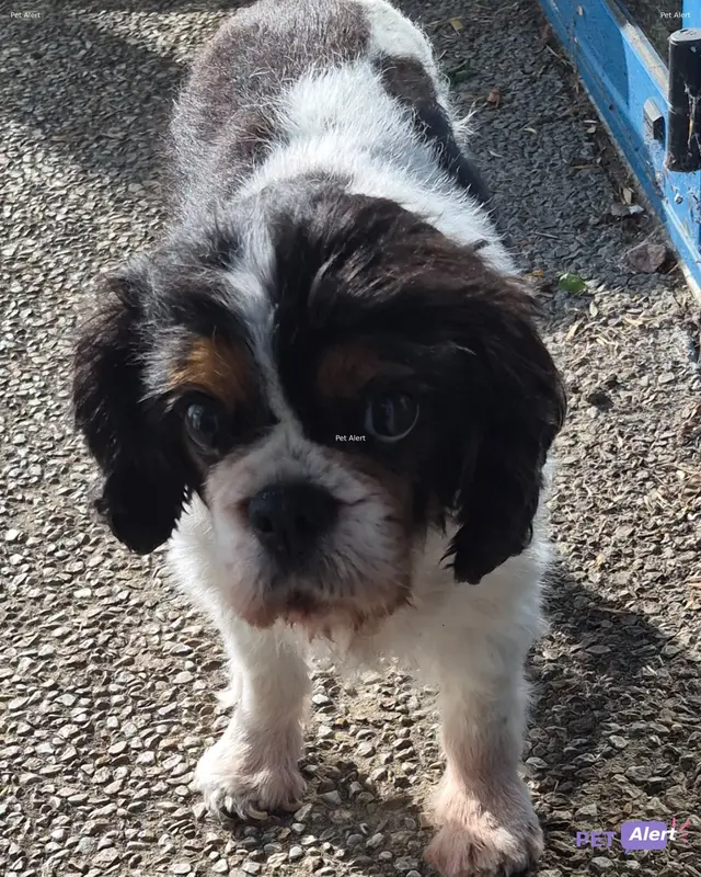 Chien cavalier king charles spaniel