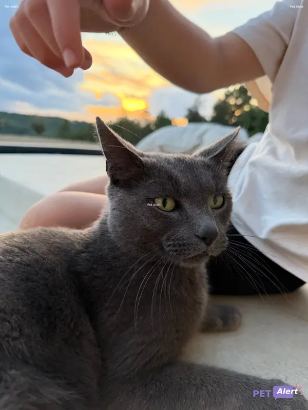 Chat gris