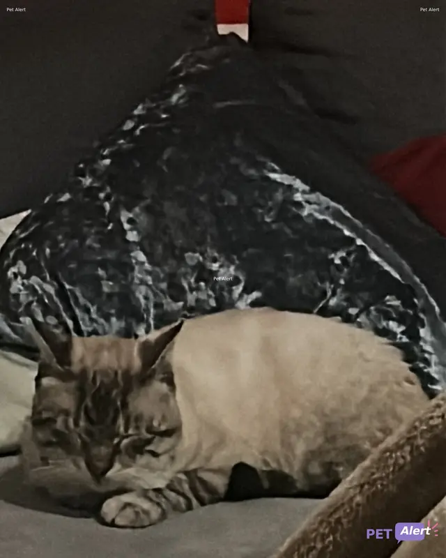 Chat beige
