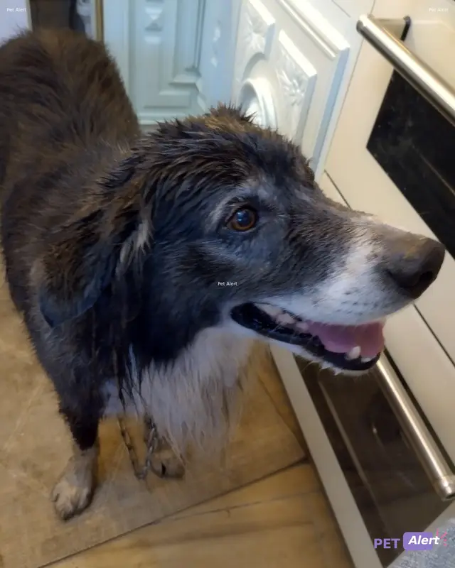 Chien border collie