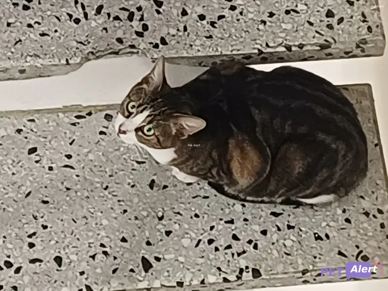 Chat tricolore
