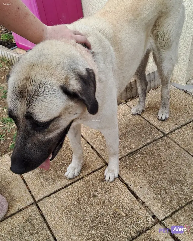 Chien beige