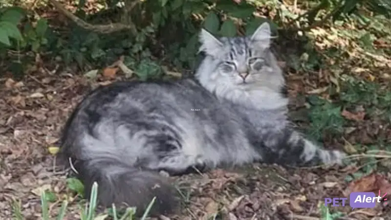 Chat main coon