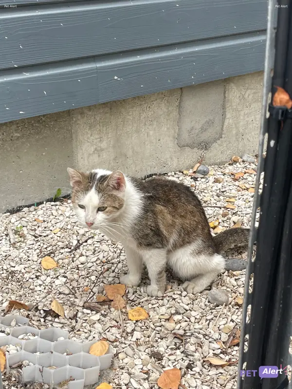 Chat gris, blanc