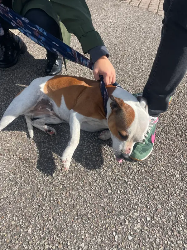 Chien american pit bull terrier