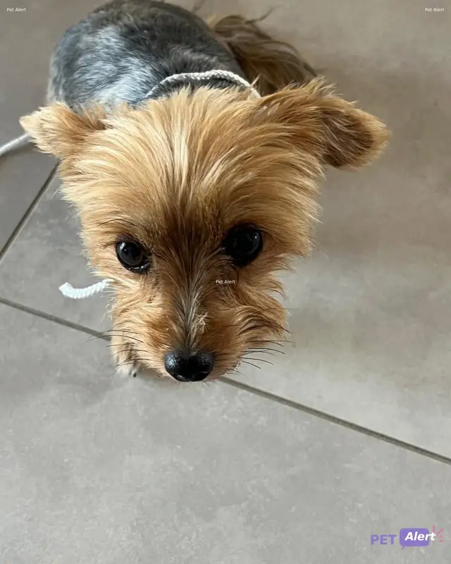 Chien yorkshire terrier