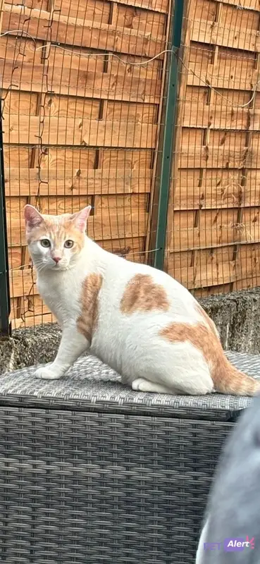 Chat blanc, beige, fauve · Alby