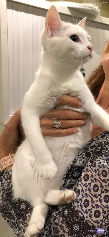 Chat européen