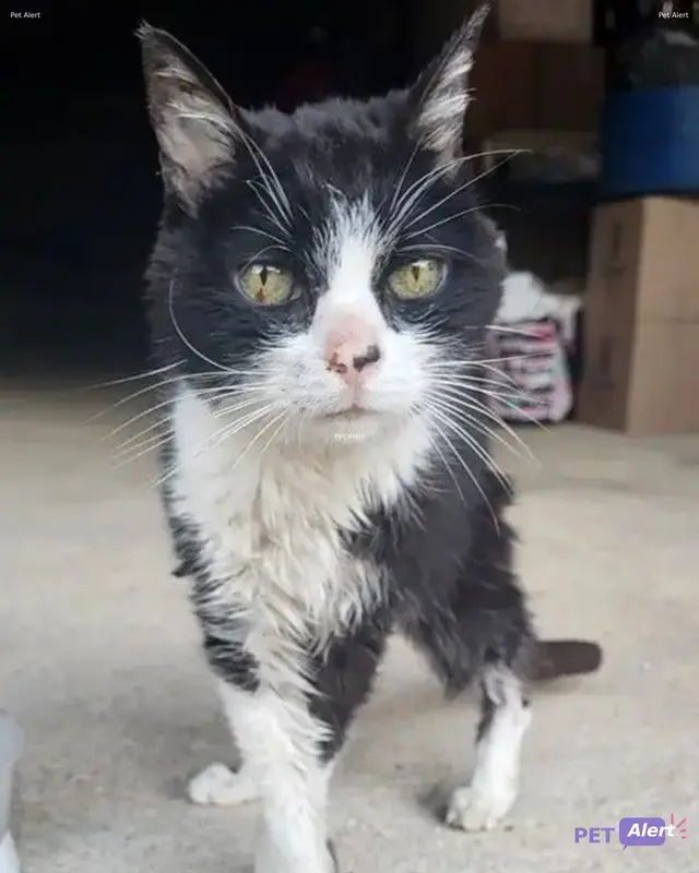 Chat marnay