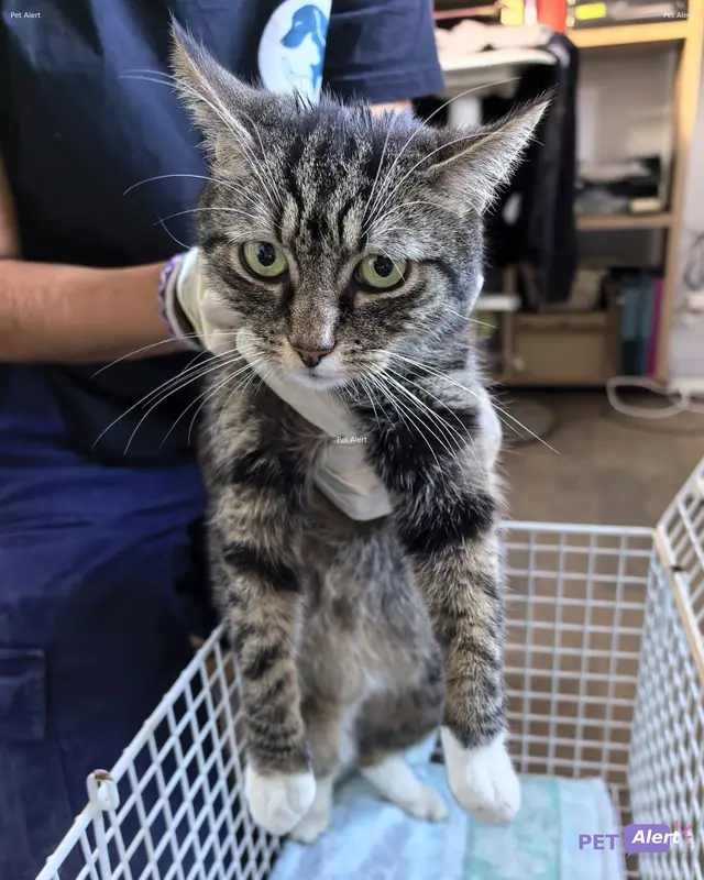 Chat européen