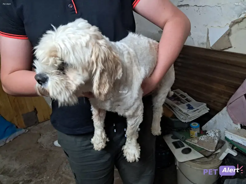 Chien caniche