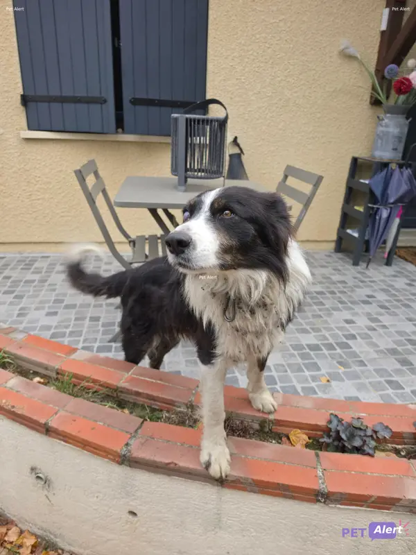 Chien border collie