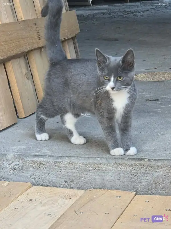 Chat gris, blanc