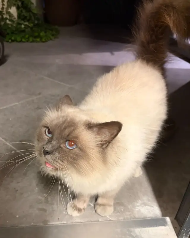 Chat blanc, beige, gris