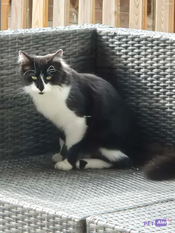 Chat noir