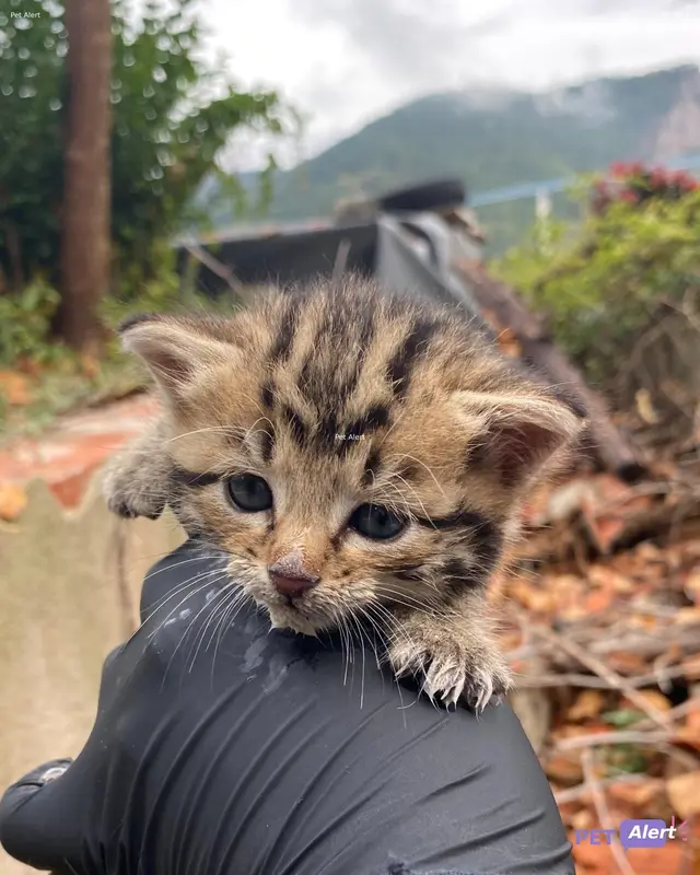 Chat tigré