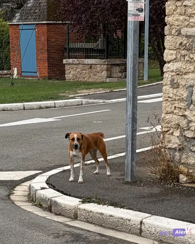 Chien fauve