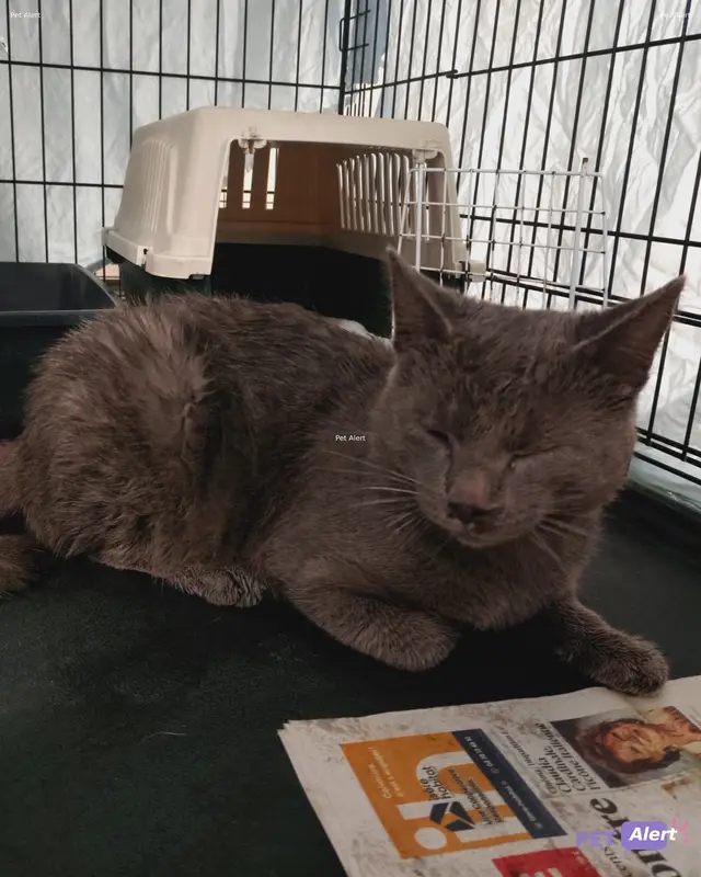 Chat européen