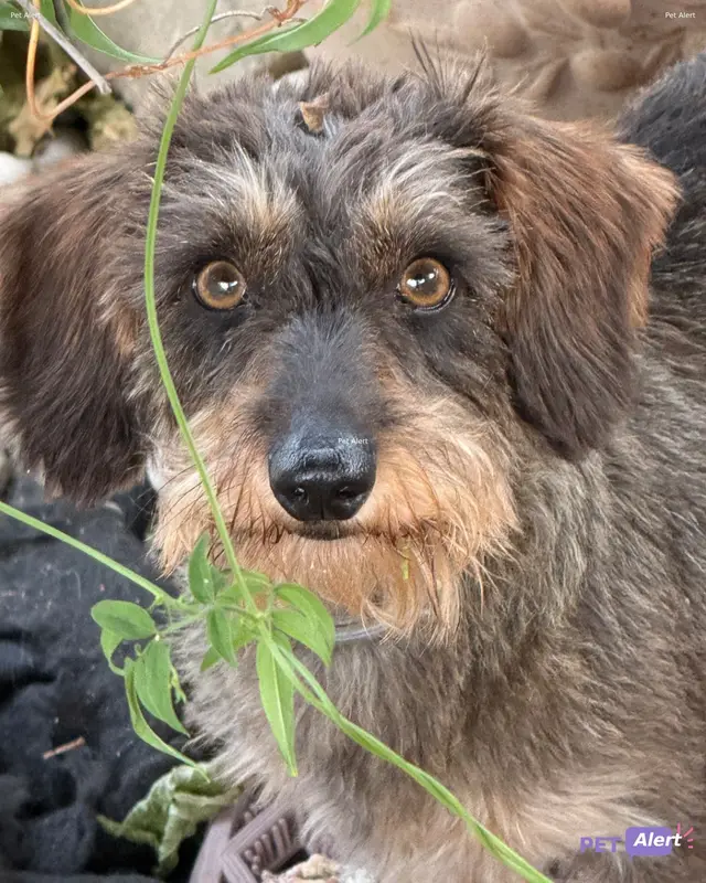 Chien teckel · Tara