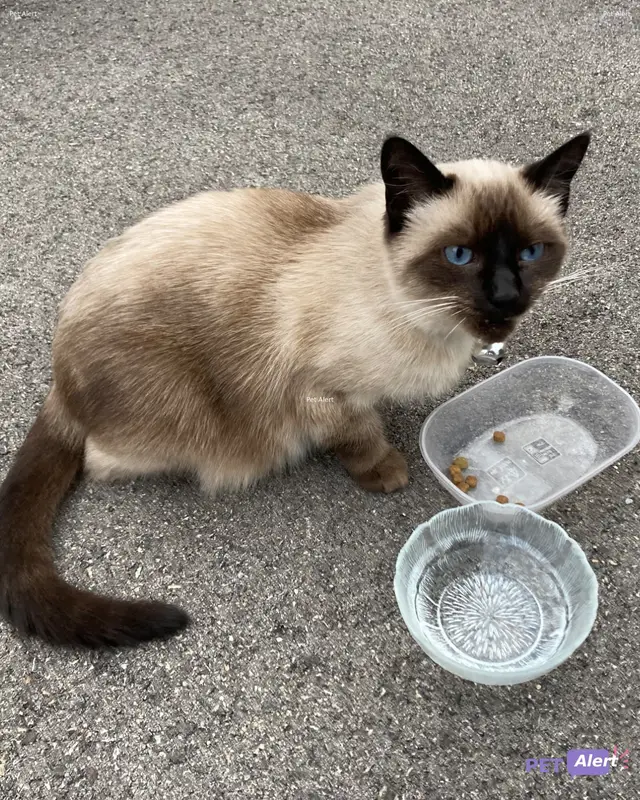 Chat siamois