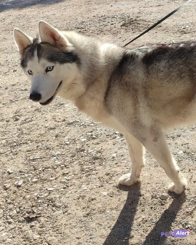 Chien husky sibérien