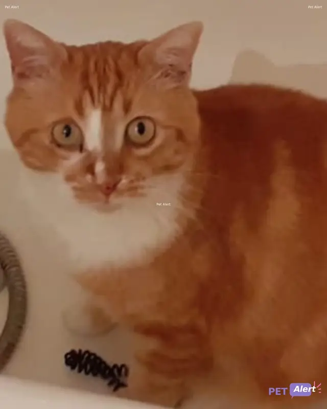Chat européen · Winnie