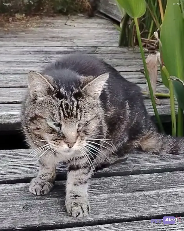 Chat européen
